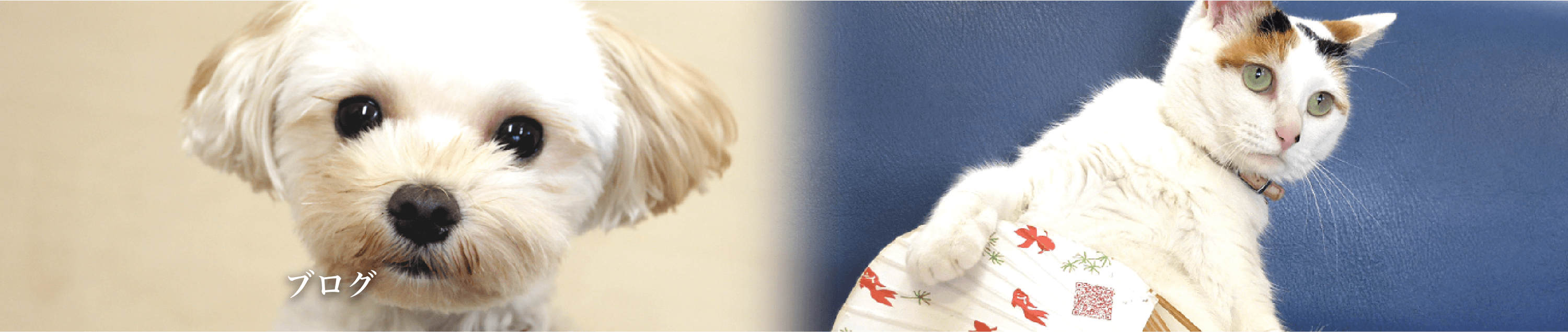 マロニーの散歩 愛知県刈谷市のよこやま動物病院