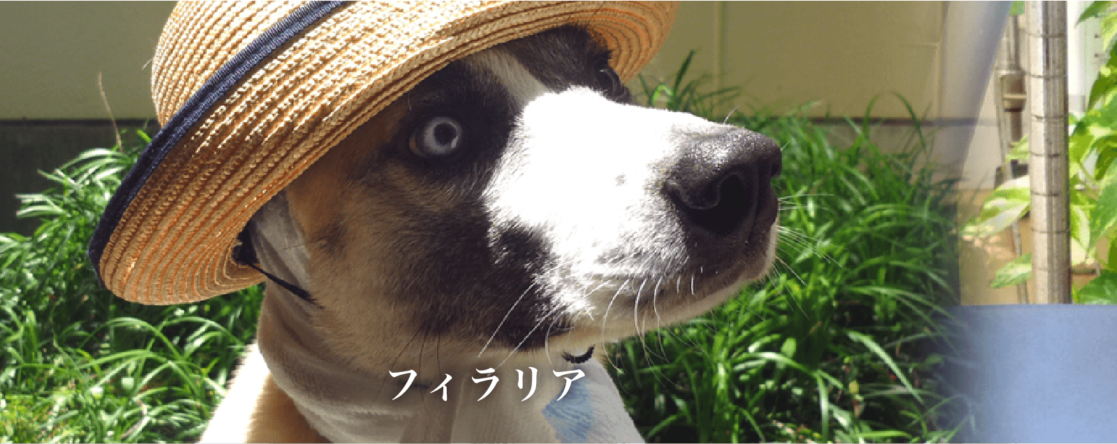 フィラリア 愛知県刈谷市のよこやま動物病院 フィラリア 愛知県刈谷市のよこやま動物病院