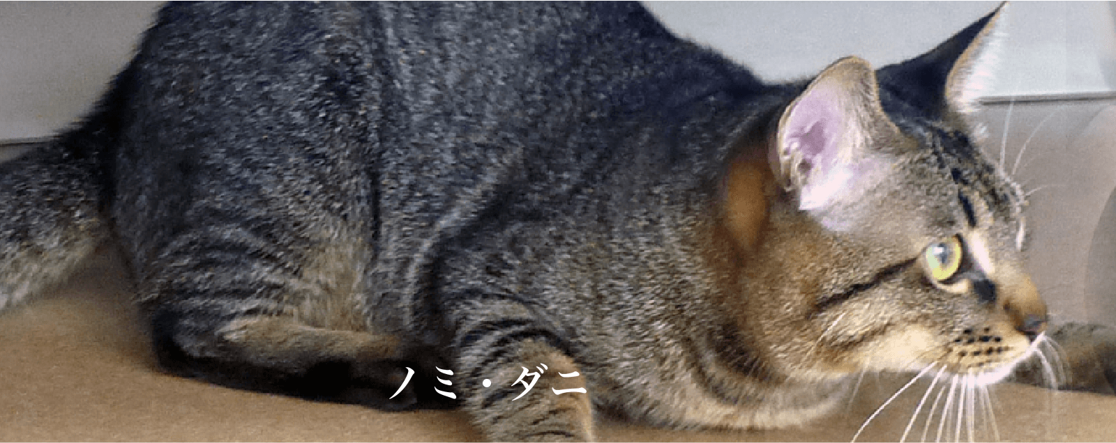 ノミ ダニ 愛知県刈谷市のよこやま動物病院 ノミ ダニ 愛知県刈谷市のよこやま動物病院